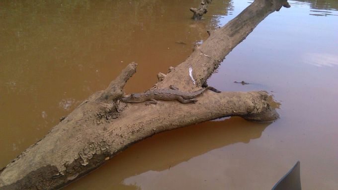 ....and baby crocodiles
Don't be afraid, most of my clients survive :-)