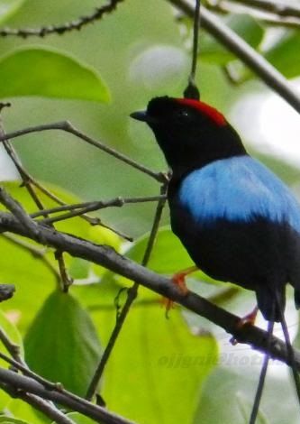
“Choroxiphia linearis”
This guy is not only beautiful, it is also singing and dancing with his best friend!
